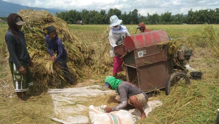 Masuk Masa Panen, Petani Bali Berharap Harga Gabah Layak Sesuai HPP