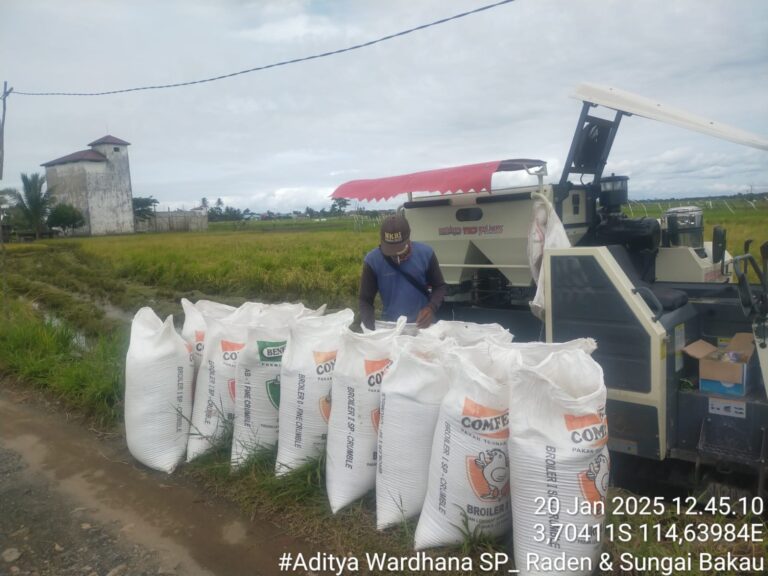 Tidak Ada Kepastian Serap Gabah dari Bulog, Petani Kurau Jual Hasil Panen ke Tengkulak dengan Harga di bawah HPP