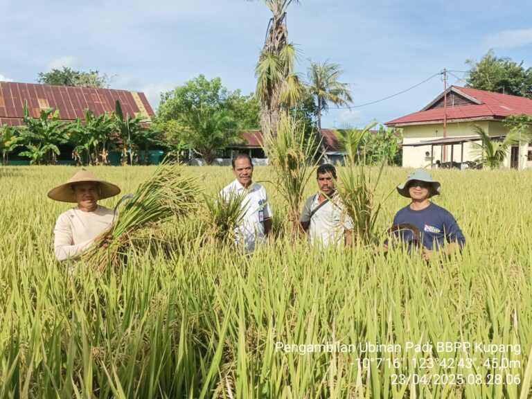 Memanfaatkan Lahan Tidur BBPP Kupang Panen Padi Inpari 42 sebanyak 2.313 Kg