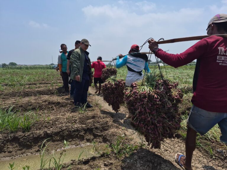 Panen Raya Bawang Merah di Cirebon, Kementan Pastikan Pasokan Aman Jelang Ramadan hingga Lebaran