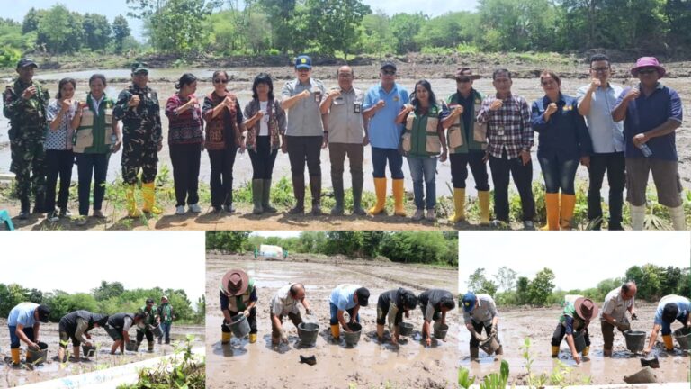 Kementan Dorong Percepatan Tanam, Sawah Rakyat di Kupang Dioptimalkan