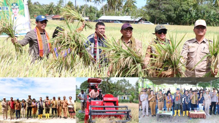 Dari Lahan Tidur Jadi Panen Raya! 115 Hektare di Kupang Cetak Hasil Fantastis