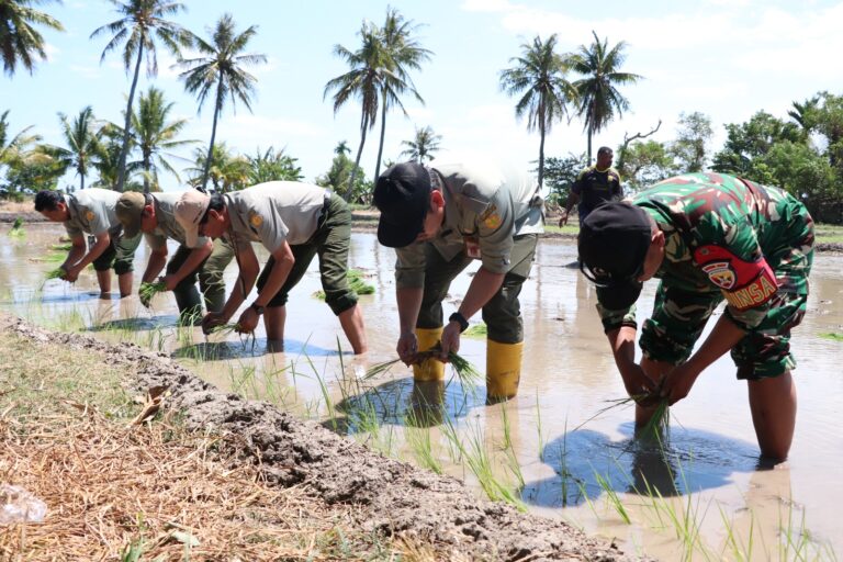 Tanam Ketiga di Lahan Oplah, Kupang Perkuat Gerakan Padi Serempak Nasional